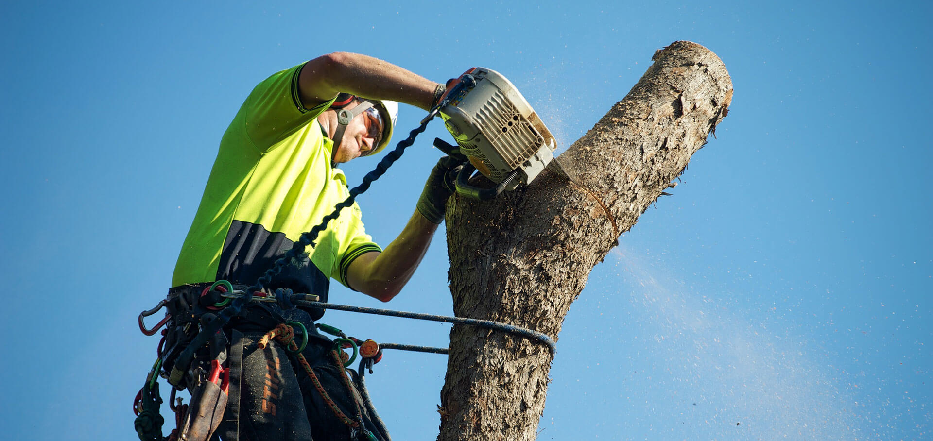 Professional Tree Removal