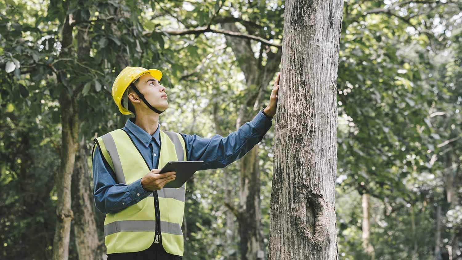 Tree Removal Services