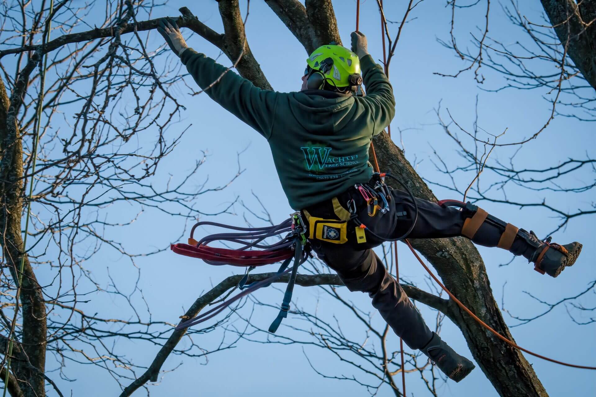 Professional Tree Removal