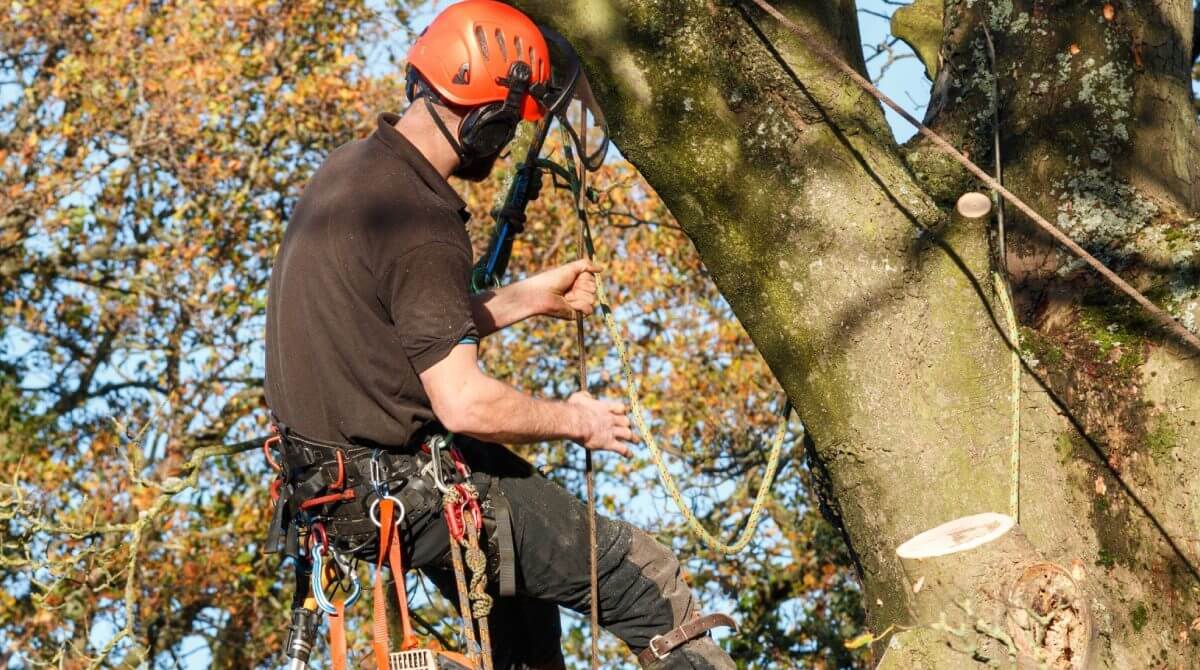 Tree Removal Services