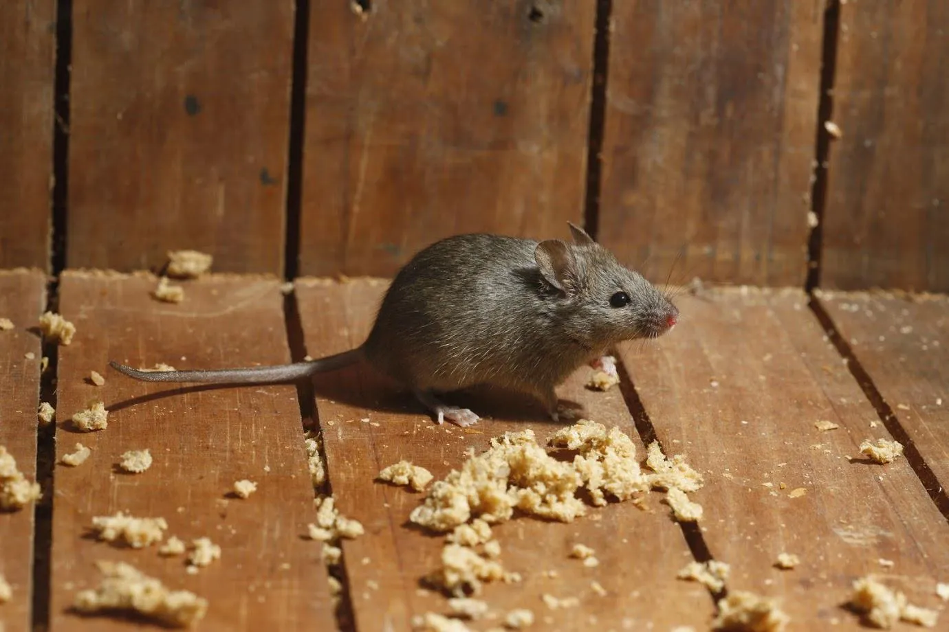 Mice Control Sydney: Keeping Your Home Pest-Free This Winter
