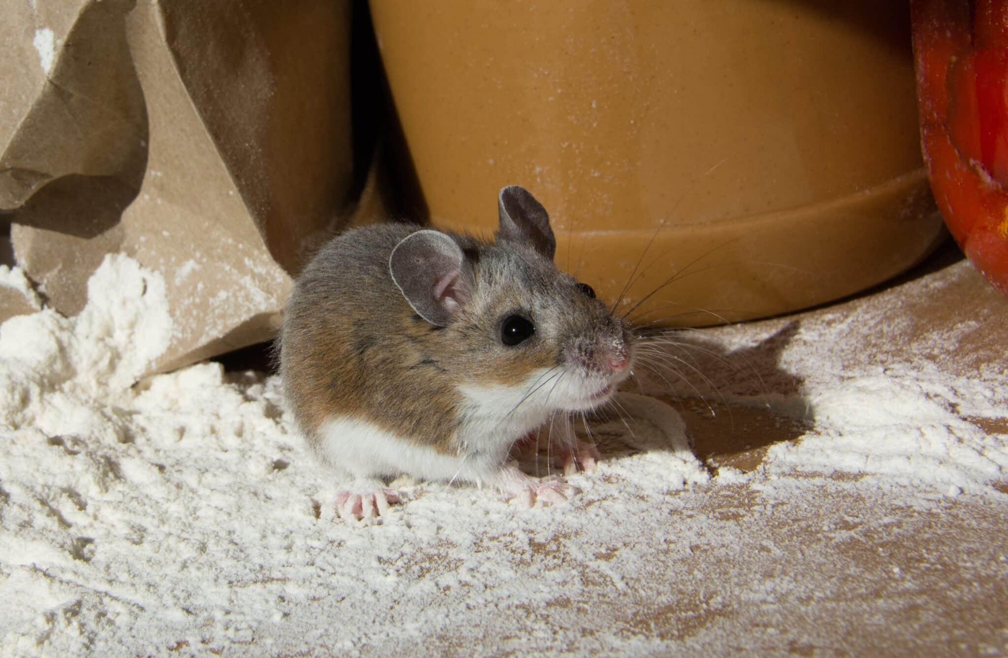 Rodent Treatment Sydney Services for Long-Term Protection