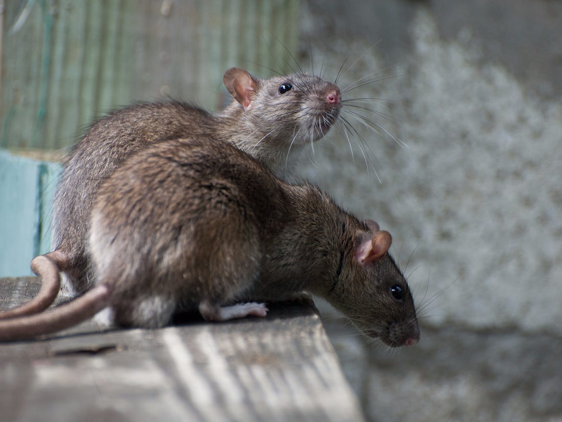 Mice Control Sydney: Keeping Your Home Pest-Free This Winter