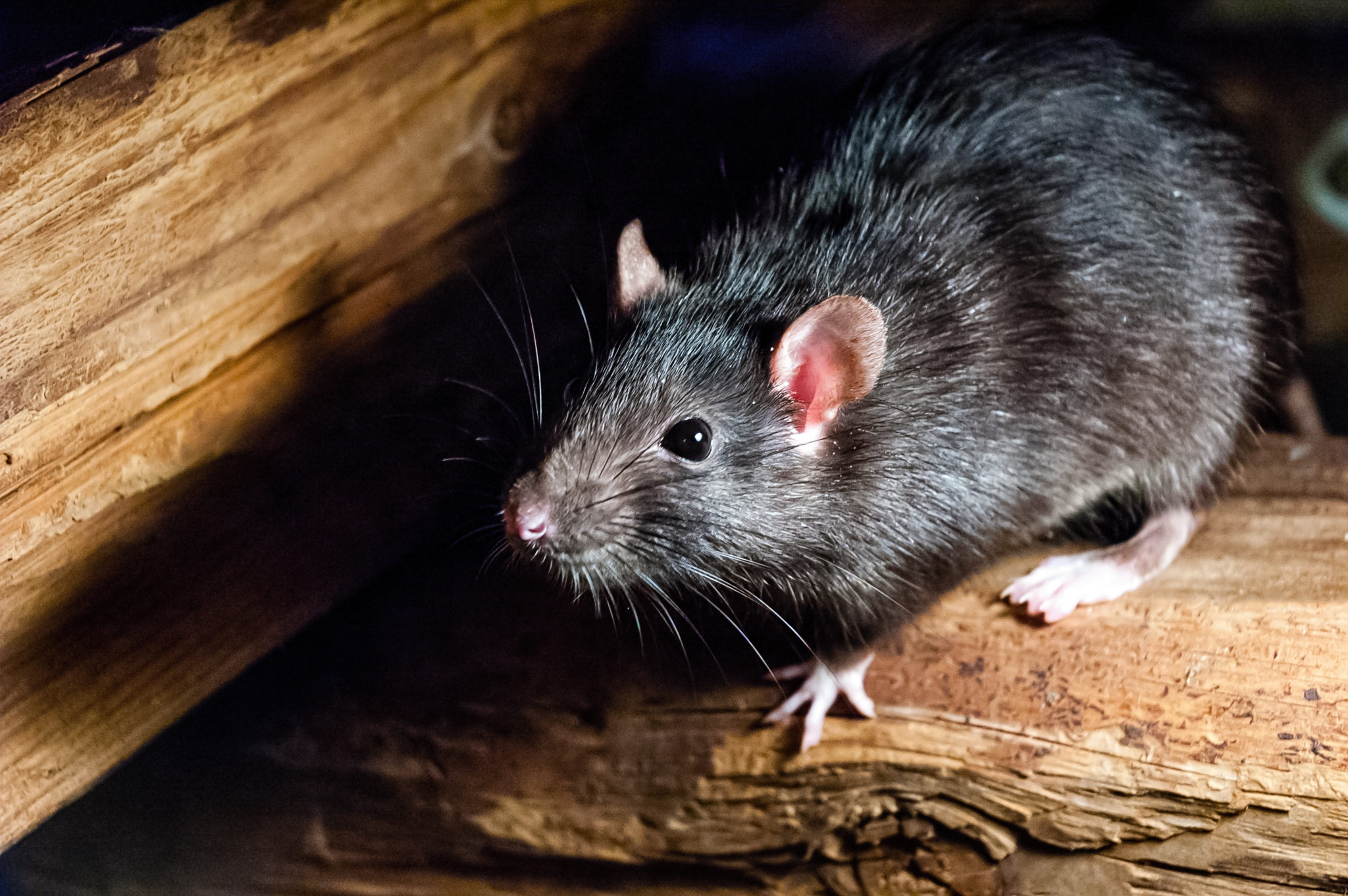 Rodent Treatment Sydney Services for Long-Term Protection