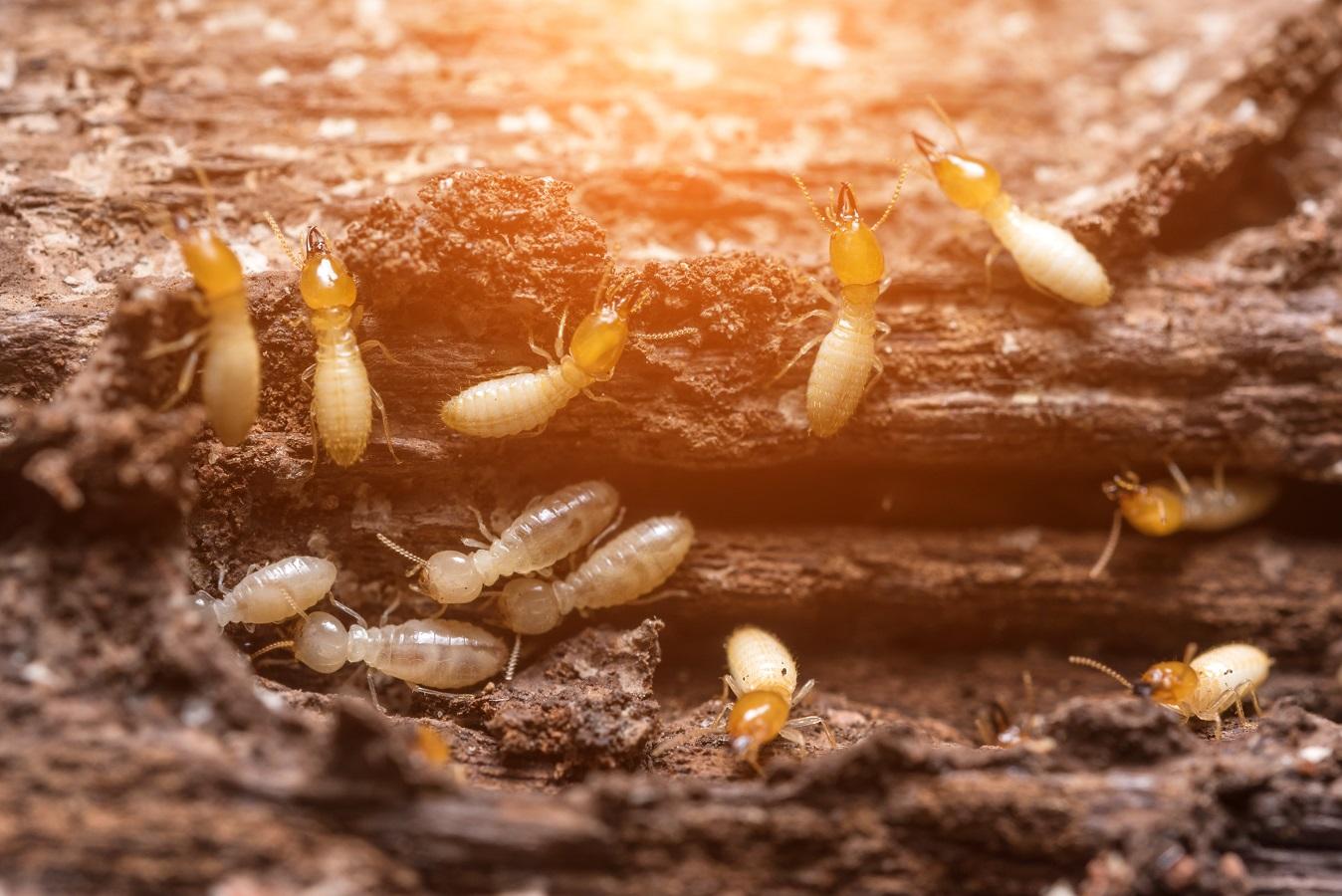 Termite Control Services Explained: How Long Does a Treatment Last?