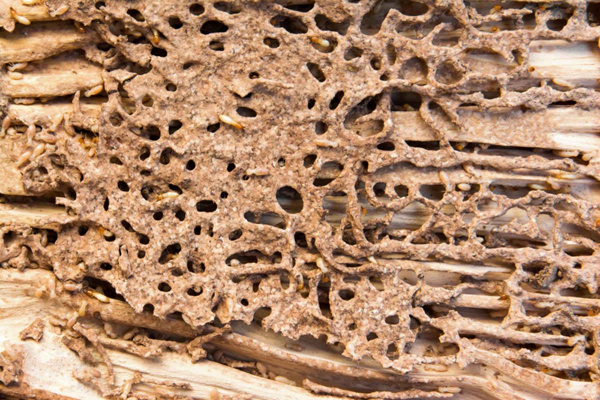 Termite Treatment Sydney: Costs, Methods, and What to Expect