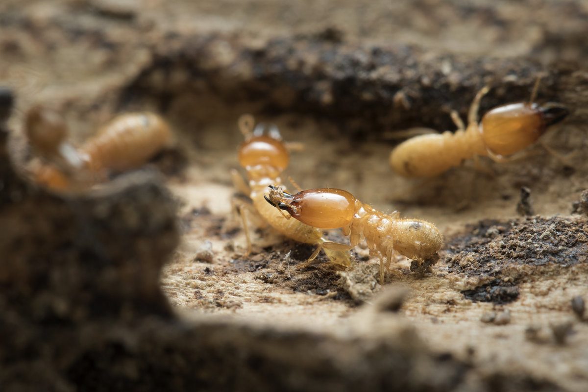 Termite Control Services Explained: How Long Does a Treatment Last?