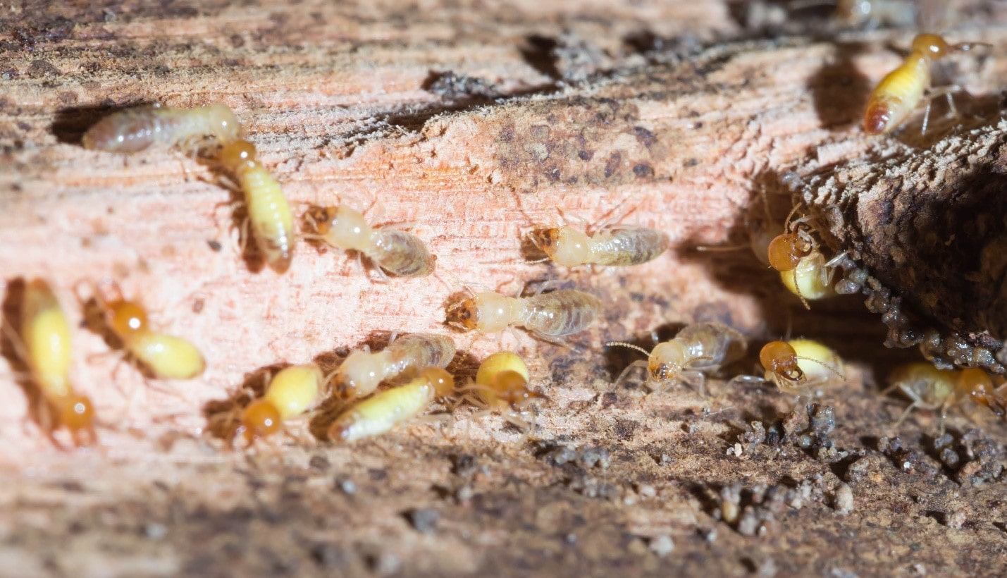 Termite Control Services Explained: How Long Does a Treatment Last?