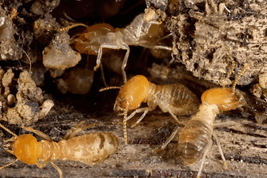 Termite Treatment Sydney: Costs, Methods, and What to Expect