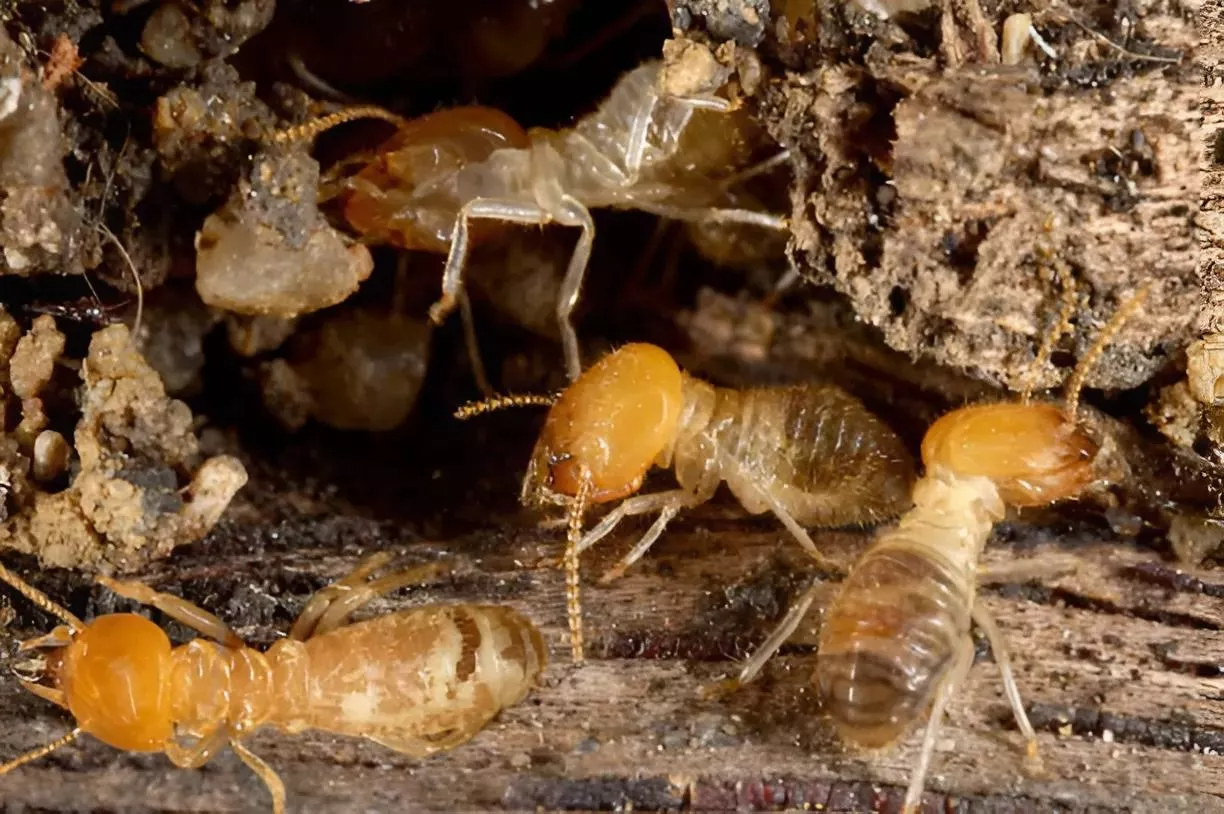 Termite Treatment Sydney: Costs, Methods, and What to Expect